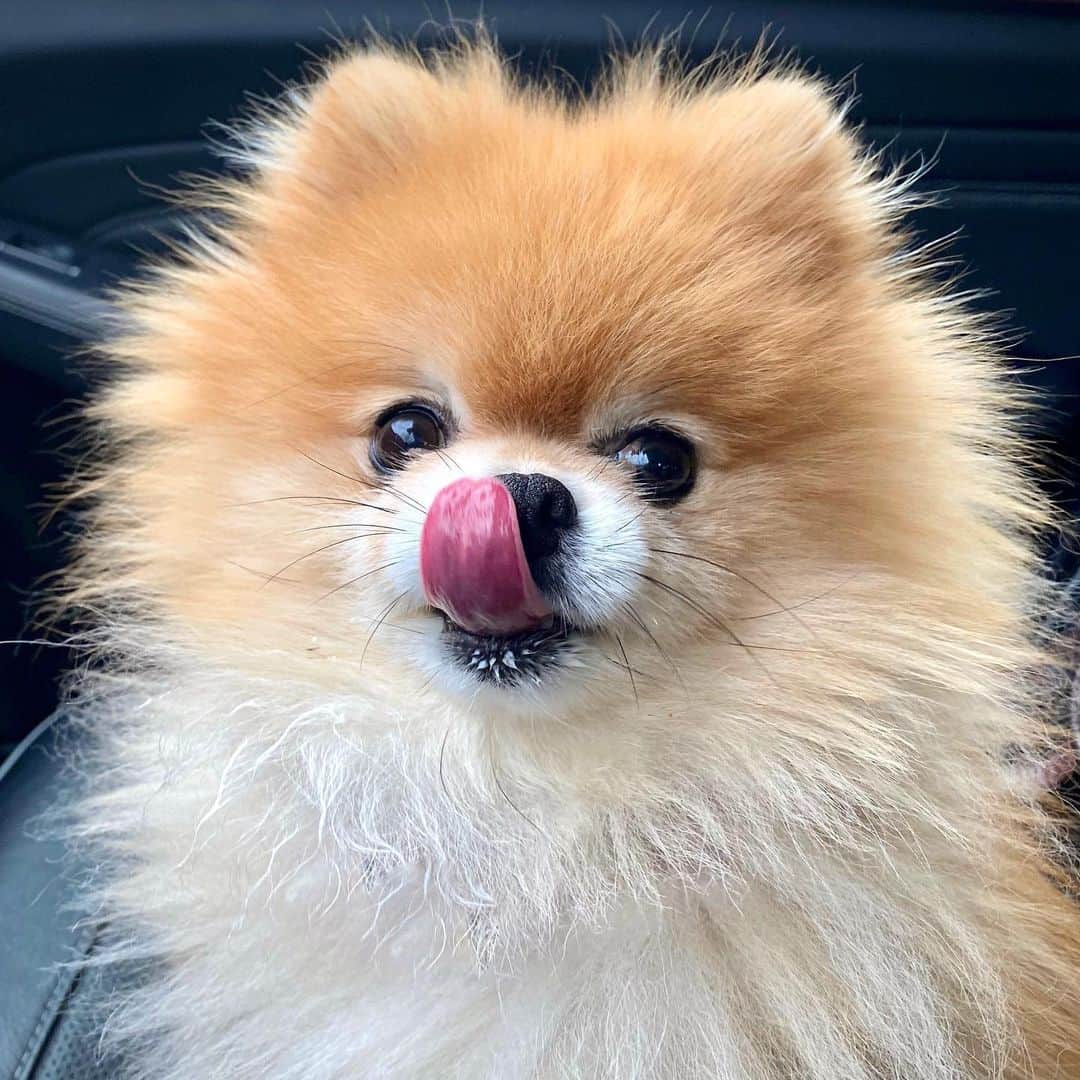 Monique&Gingerさんのインスタグラム写真 - (Monique&GingerInstagram)「Got that Saturday morning lip smacking good @starbucks puppuccino look going on😜☕️Hope everyone has an awesome weekend!🤗」2月29日 21時30分 - monique_ginger