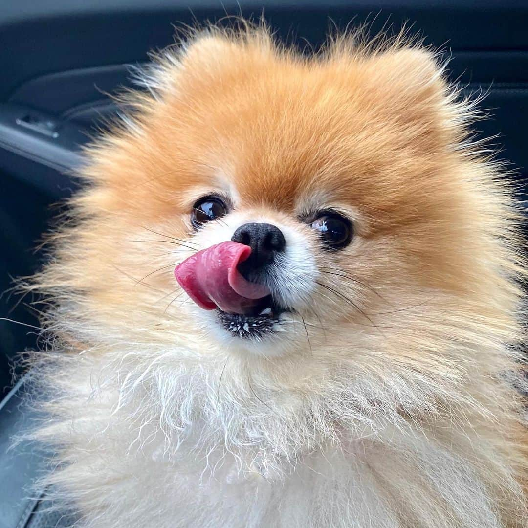 Monique&Gingerさんのインスタグラム写真 - (Monique&GingerInstagram)「Got that Saturday morning lip smacking good @starbucks puppuccino look going on😜☕️Hope everyone has an awesome weekend!🤗」2月29日 21時30分 - monique_ginger