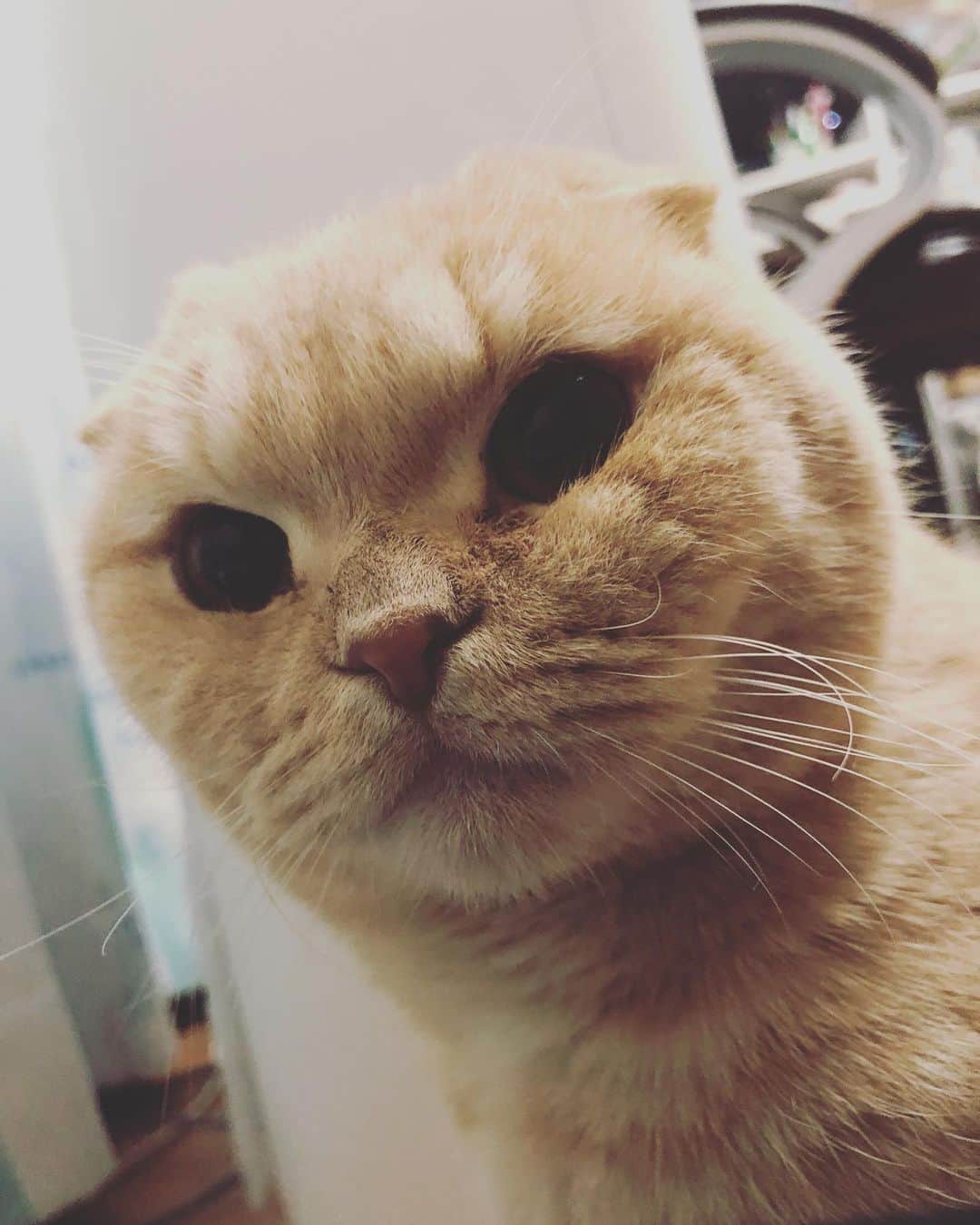 相馬有紀実さんのインスタグラム写真 - (相馬有紀実Instagram)「東京に戻ってきてからのもへいの甘えがすごい(●´ω｀●) 座るともへい。 振り向くともへい。 もへいもへい。  #猫 #猫のいる暮らし  #すこてぃっしゅふぉーるど  #スコ」2月29日 21時41分 - yukimi_soma
