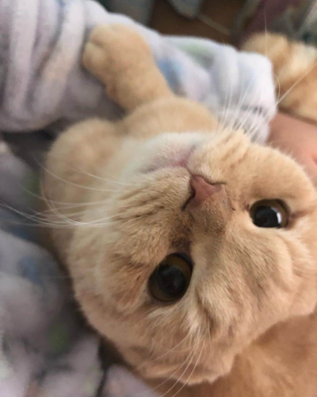 相馬有紀実さんのインスタグラム写真 - (相馬有紀実Instagram)「東京に戻ってきてからのもへいの甘えがすごい(●´ω｀●) 座るともへい。 振り向くともへい。 もへいもへい。  #猫 #猫のいる暮らし  #すこてぃっしゅふぉーるど  #スコ」2月29日 21時41分 - yukimi_soma
