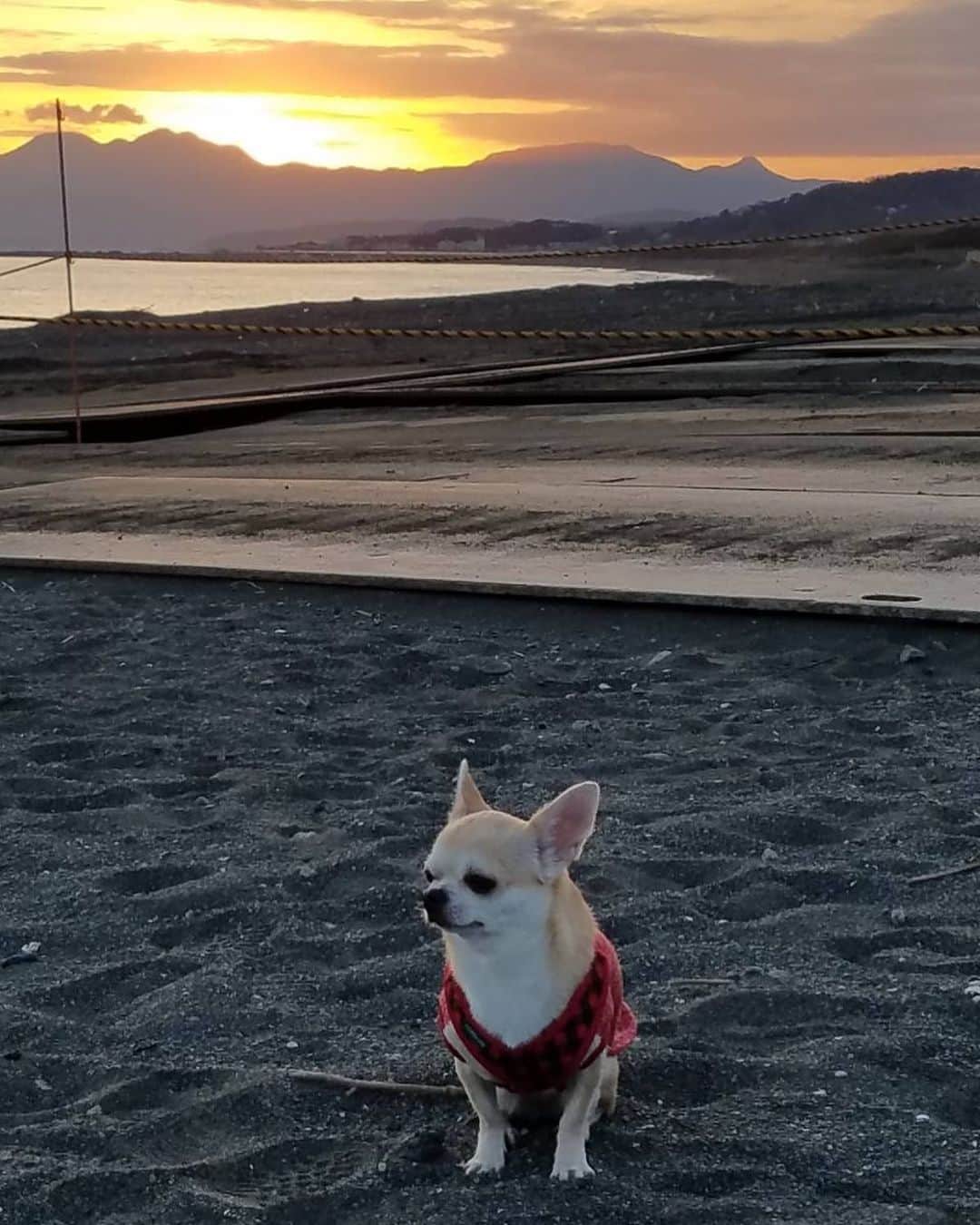 升水翔兵さんのインスタグラム写真 - (升水翔兵Instagram)「愛犬と平塚の夕陽✨」2月29日 21時44分 - shoheimasumizu