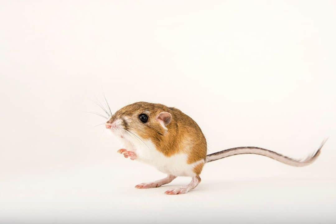 Joel Sartoreさんのインスタグラム写真 - (Joel SartoreInstagram)「We’re leaping into Leap Day with one of the best jumpers in the animal kingdom - the Ord’s kangaroo rat. Kangaroo rats like this one can jump an incredible distance of 45 times their own body length, making them the longest jumpers of all mammals in relation to their body size. They use this impressive ability in order to avoid predators, first facing away from their enemy and using their powerful hind legs to spray sand in the predator’s eyes before making their escape. A strictly solitary critter, the Ord’s kangaroo rat will only allow their mate to approach them during mating seasons. Encounters during other times of the year may result in fights involving aerial collisions of the hind legs which are used to slash at one another. As a result of their solitary lifestyle, these rats are quite quiet, rarely making any vocal calls. Instead, they use their hind legs to make loud thumping noises in their burrow when they sense the entrance has been disturbed. The Ord’s kangaroo rat is the most widespread of all kangaroo rats, found through much of western North America from Saskatchewan to Mexico. Photo taken @fortworthzoo. #LeapDay #LeapYear #Kangaroorat #rat #longjump #cute #bigfoot #whiskers #PhotoArk #savetogether」2月29日 22時11分 - joelsartore