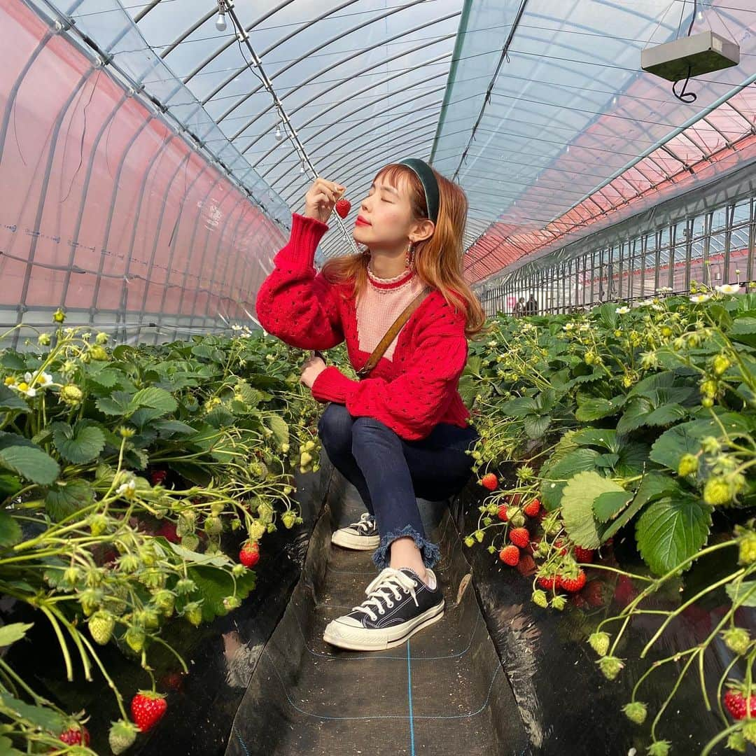 瀬戸あゆみさんのインスタグラム写真 - (瀬戸あゆみInstagram)「🍓🍓🍓﻿ いちご狩り日和。﻿ ﻿ 当たり前のように、苺を意識したコーディネートで来ちゃうよねぇ。🍓﻿ ﻿ earring_ #dearsisterhood × #liquem ﻿ hair band_ #casselini ﻿ knit_ #lillilly ﻿ pants_ #levis ﻿ shoes_ #popcornkicks #ct70﻿ ﻿ #ayumi_outfit #🍓」2月29日 22時40分 - setoayumi