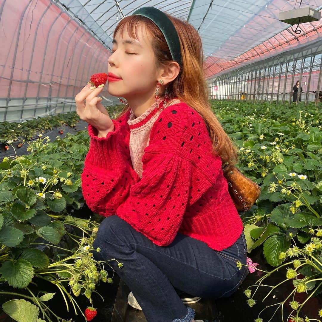 瀬戸あゆみさんのインスタグラム写真 - (瀬戸あゆみInstagram)「🍓🍓🍓﻿ いちご狩り日和。﻿ ﻿ 当たり前のように、苺を意識したコーディネートで来ちゃうよねぇ。🍓﻿ ﻿ earring_ #dearsisterhood × #liquem ﻿ hair band_ #casselini ﻿ knit_ #lillilly ﻿ pants_ #levis ﻿ shoes_ #popcornkicks #ct70﻿ ﻿ #ayumi_outfit #🍓」2月29日 22時40分 - setoayumi