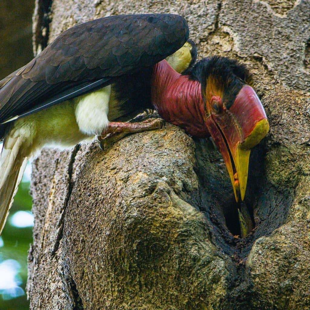 Tim Lamanさんのインスタグラム写真 - (Tim LamanInstagram)「Photo by @TimLaman.  A male Helmeted Hornbill passes figs to his mate inside her nest cavity.  The female has entered the nest when ready to lay her single egg, and then stays inside for 150 days, incubating the egg, and then rearing the chick.  The male provisions them this whole time.  Helmeted Hornbills have become critically endangered due to poaching for their “horn”. I’m trying to spread awareness about hornbill conservation and am pleased they my film “Hunting the Helmeted Hornbill” is showing today at the NYWild Film Festival (@nywildfilmfest) and next week at the UNDP World Wildlife Day Film Showcase.  To watch the 12 min film, search “Hunting the Helmeted Hornbill” and you’ll find the film on the Cornell Lab channel.  #hornbill #helmetedhornbill #endangeredspecies #shotonRED  @reddigitalcinema #thailandhornbillproject #cornelllabofornithology @rangkongid」2月29日 22時40分 - timlaman