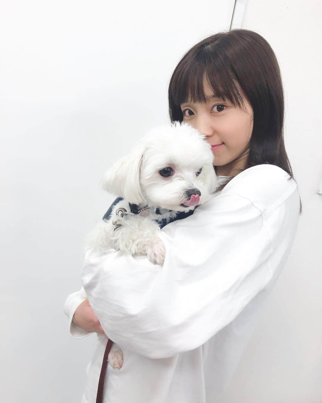 吉川千愛のインスタグラム：「るるたん🐶❤︎❤︎❤︎ #LinQ #吉川千愛 #こんにちあ #あいんちゅ #マルチーズ」