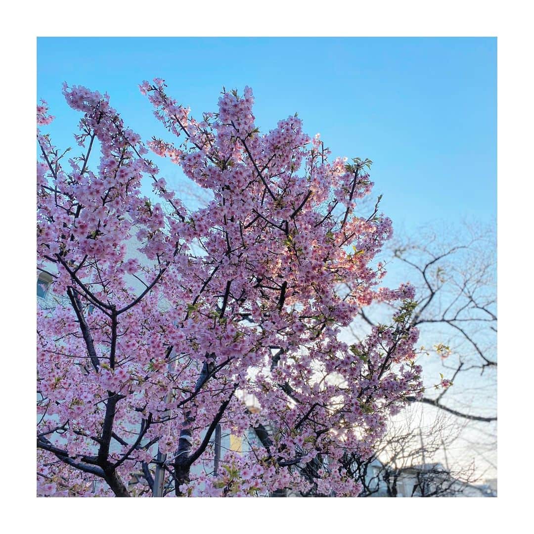 柳沢亮太さんのインスタグラム写真 - (柳沢亮太Instagram)「#春よ来い」3月1日 9時50分 - yayayayanagi
