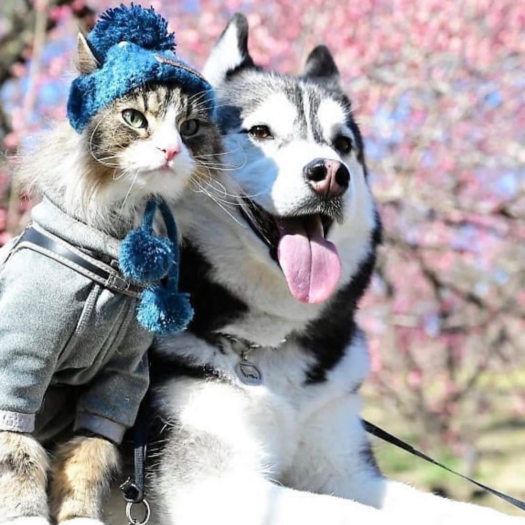 Nyankichi Noranekoさんのインスタグラム写真 - (Nyankichi NoranekoInstagram)「最近ぼくが気になっている猫ちゃんを紹介するにゃり😸 ノルウェージャンフォレストキャットのGuriくん @yukimomon という猫にゃりよ🐈 Guriくん @yukimomon もぼくと同じく寒い冬が大好きにゃり😘 そして、一緒に暮らすシベリアンハスキーのNonoちゃん @yukimomon ととても仲良くパトロールをしてる猫ちゃんにゃりよ😀 みなさんとにかくインスタを見てフォローしてください👀 @yukimomon  ぼくと同じく世界を相手にできる男にゃり👊 それから、ぼくの一番弟子のまろん @kijimaro もよろしくお願いしますにゃり😸  來介紹本喵最近中意的貓咪喵哩😸 這位是名為Guri @yukimomon 的挪威森林貓喔🐈 @yukimomon  Guri跟本喵一樣喜歡寒冷的冬天喵哩😘 以及，牠也是隻與一起生活的西伯利亞哈士奇的Nono @yukimomon 共同巡邏的貓咪喔😀 請各位無論如何看一下IG並追加👀 @yukimomon  跟本喵一樣是以世界為對手的可靠男子喵哩👊 今後，本喵的頭號弟子麻呂 @kijimaro 也多多指教囉喵哩😸  #猫 #고양이 #แมว #貓 #кошка #qata #chat #ニャンスタグラム #にゃんすたぐらむ #gato #喵星人 #ねこ部 #旅猫 #動物 #ねこのきもち #kawaii #保護猫 #イケニャン #japan #猫写真 #ねこ #mèo #kucing #ネコ #旅貓」3月1日 9時35分 - noraneko_nyankichi