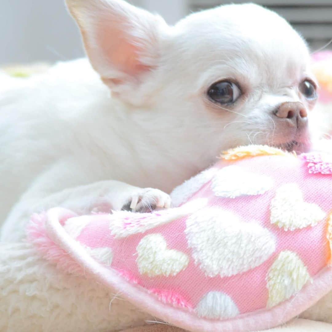 KORIKIのインスタグラム：「おはようございます♪ #dogofsapporo #dog, #dogs, #dogstagram,#chihuahua,#犬バカ部,#チワワ,#koriki, #hanadog #白スムチ連合会, #スムチー,  #dogofthedayjp, #dogoftheday  #ilovemydog #instadog #instapet #WhiteChihuahua  #吉娃娃 #치와와  #dogsofinstagram #Chihuahualover  #ชิวาวา #チワワの輪 #barkbox #WhiteChihuahuaParty #もふもふモフモフ」