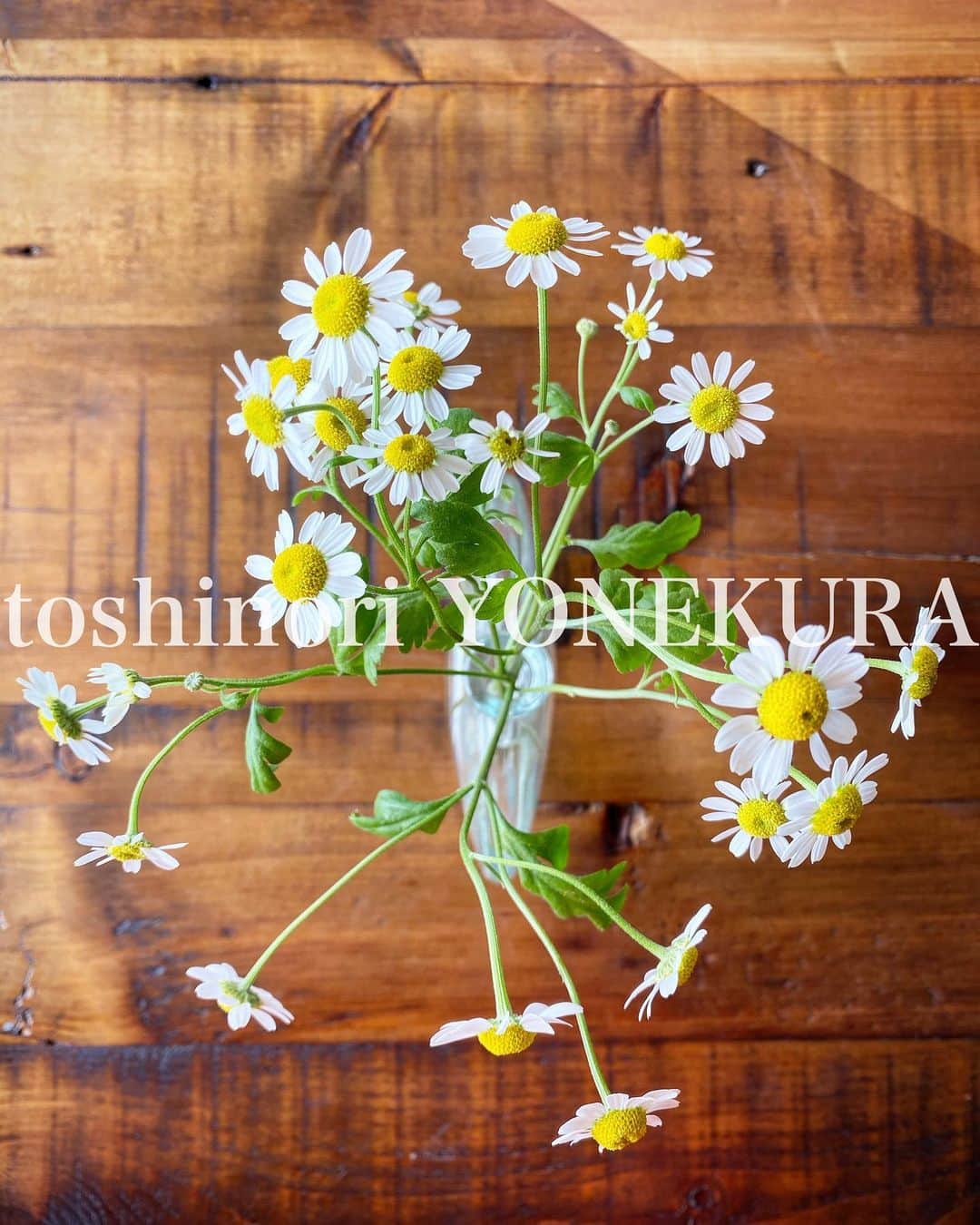米倉利紀さんのインスタグラム写真 - (米倉利紀Instagram)「flowers of the day」3月1日 0時59分 - toshi_yonekura