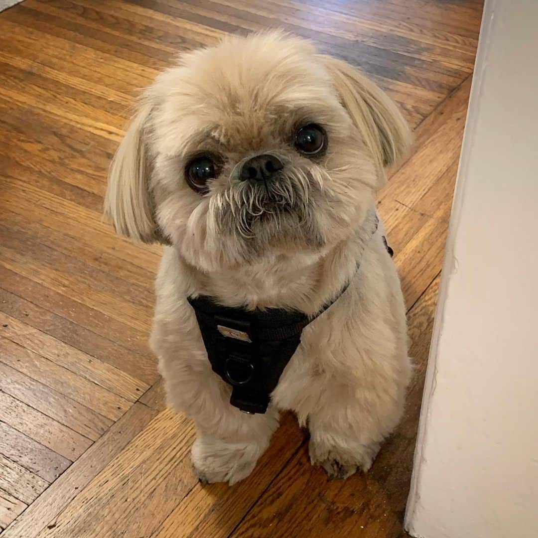 Dougie the Shih Tzuさんのインスタグラム写真 - (Dougie the Shih TzuInstagram)「All dressed up and waiting to go.」3月1日 1時29分 - dailydougie