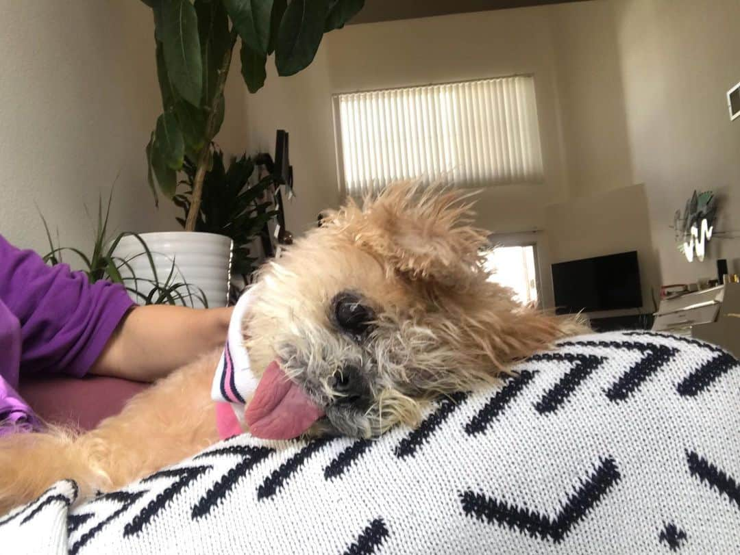 Marnie The Dogのインスタグラム：「Hi friends. I see a lot of you are worried about Marnie and I wanted to update you on her health here rather than replying in the comments.  She is almost 18.5 years old now, and I’m not in denial about anything — time is not on our side. We are just taking it day by day. For now, she has a healthy appetite and loves her chicken and greenies, and enjoys sitting outside on the patio and on my lap while I read. We were at the vet yesterday and both they and I get the impression Marnie still wants to be in this world.  I’m beyond grateful Marnie has made it this far, but I also understand that part of being a senior dog adopter and advocate is knowing when to let them go. When she lets me know it’s time, I’m on standby for whatever she needs. I’ve been preparing myself emotionally and logistically, and i know some of you love Marnie like she is your own, so let’s prepare for that collectively. Her bloodwork is fine, she’s got all her marbles, and she is comfortable with the help of cbd, but between her increased spinal curvature and a newly discovered ulcer on her gumline and general old-age fragility, this can change literally any day. But for today, she is ok and just chilling.」