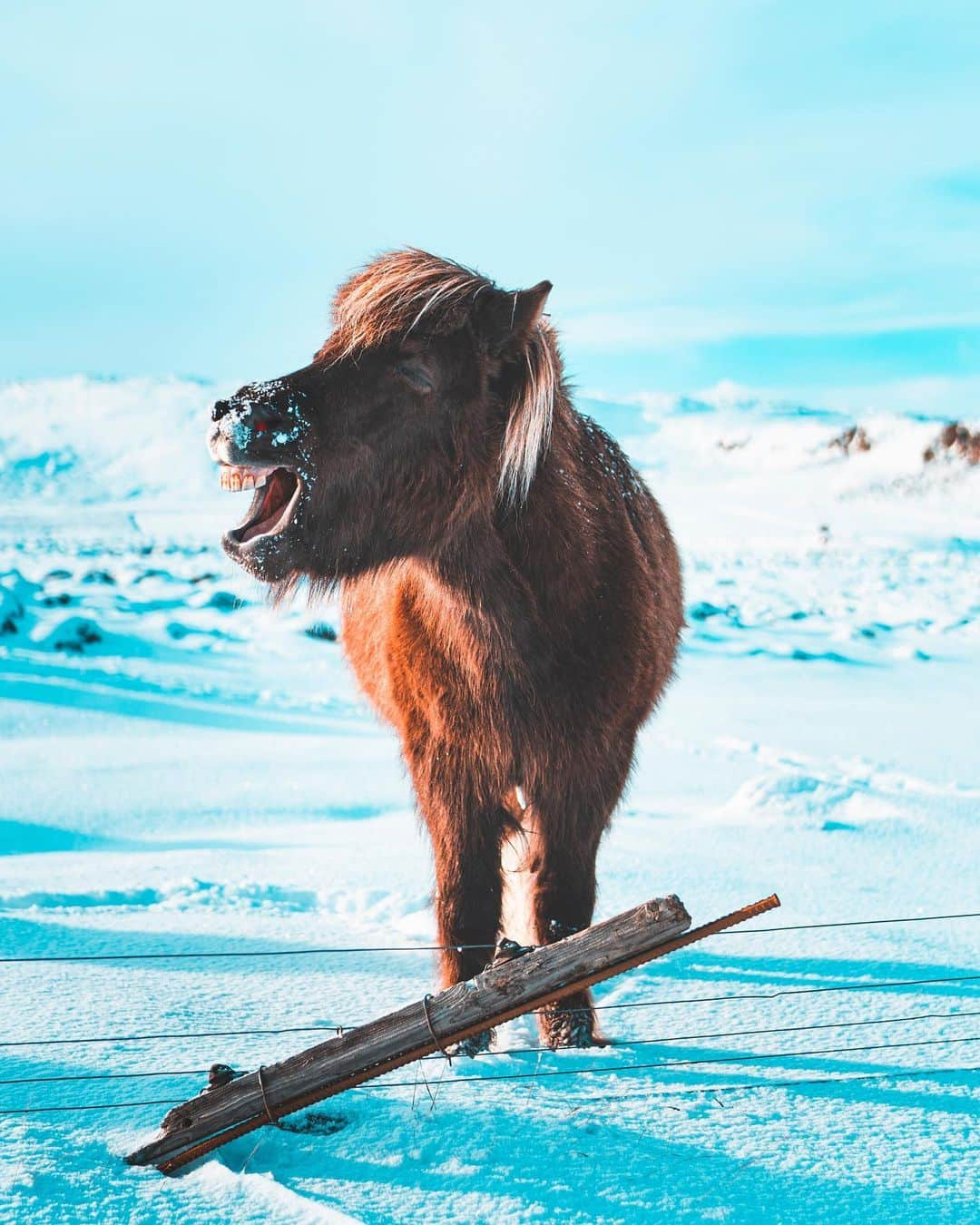 Ryoyaさんのインスタグラム写真 - (RyoyaInstagram)「Captured the moment😎 #iceland #icelandichorse #orangeandteal」3月1日 3時37分 - ryoya_takashima