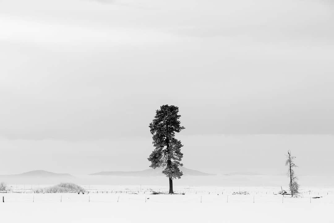 ボー・マーショフさんのインスタグラム写真 - (ボー・マーショフInstagram)「February 29th only comes around every 1,460 days. In honor of the lonely leap year, I have posted a photo of a lonely tree. #deep #woah #lonelytree #blackandwhitephotography  #leapyear #math」3月1日 5時07分 - beau_mirchoff