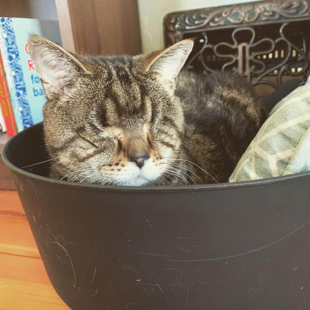 のインスタグラム：「I love a lazy #Caturday. Nap, nap, repeat. I hope all you other little fur babies are having a nice lazy weekend too! 💜 #aliencatmatilda #catsofinstagram」