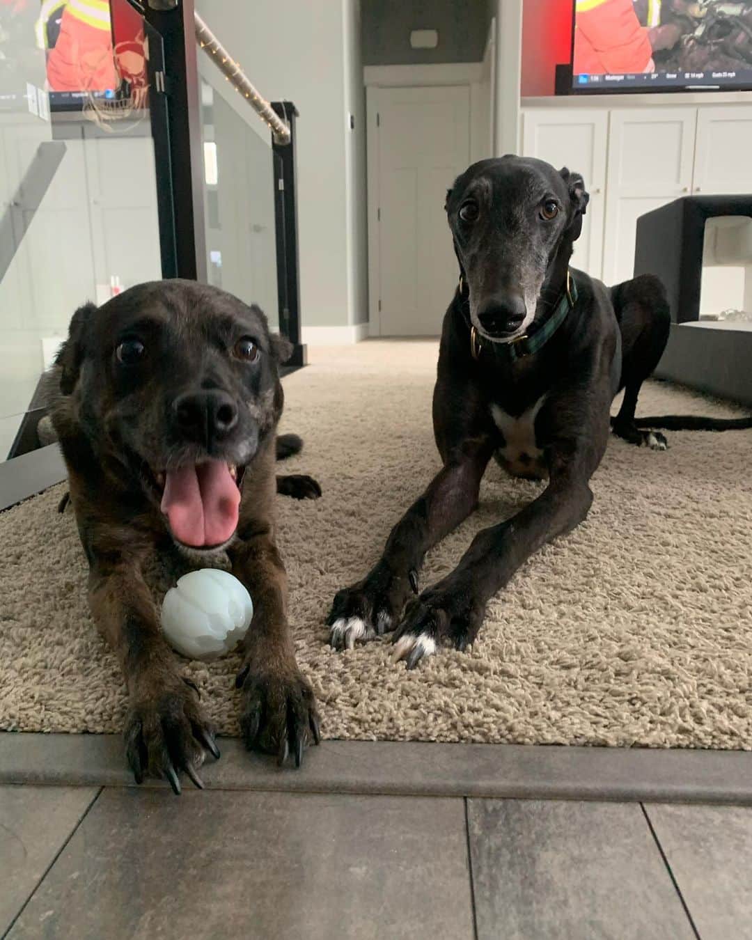ジャスティン・ヒルズのインスタグラム：「😍 #greyhoundsofinstagram #muttsofinstagram」