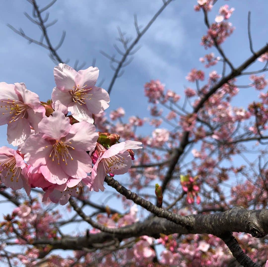 小泉エリのインスタグラム：「3月1日😊 今日は公園で春を見つけました🌸」