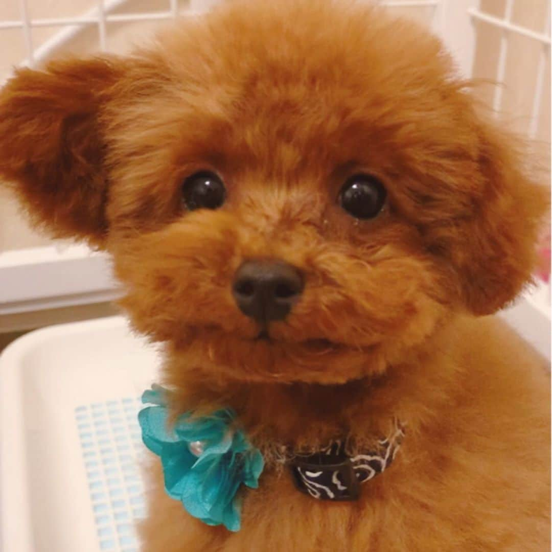 野形仁美のインスタグラム：「トリミングデビュー🐶❤️ 初めて我が家に来た日みたいに スッキリしました💫」