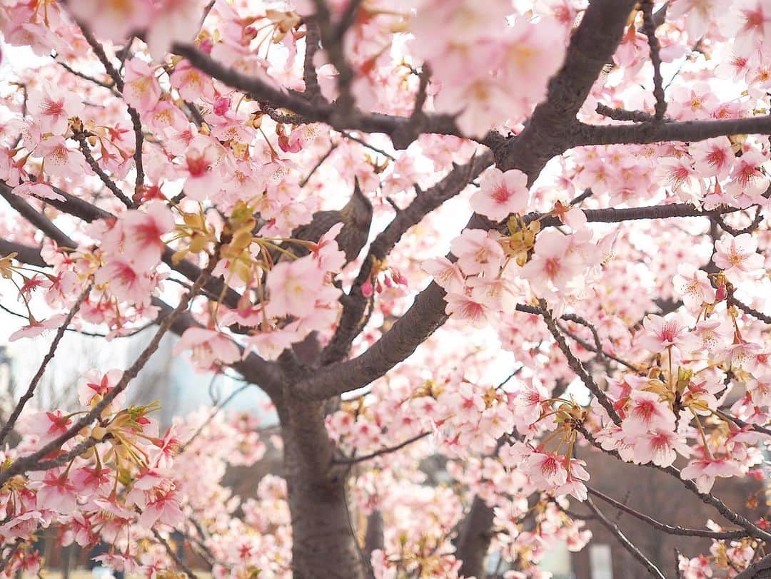 竹尾歩美さんのインスタグラム写真 - (竹尾歩美Instagram)「今日から3月ですね☺️カメラ持ってお散歩してたら桜が咲いてたんだ〜🌸河津桜が満開。ピンクが綺麗で可愛くて…もやもやしてた気持ちもぽっと穏やかに。もう、春はすぐ近くにきてるんだって思うとわくわくしますね。 春、好き🌷  ２枚目に鳥がいるの分かるかな？ . #河津桜#olympuspenepl8#尾美」3月1日 18時45分 - ayumitakeo_4719