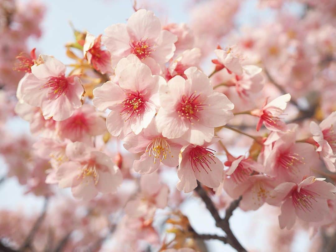 竹尾歩美のインスタグラム：「今日から3月ですね☺️カメラ持ってお散歩してたら桜が咲いてたんだ〜🌸河津桜が満開。ピンクが綺麗で可愛くて…もやもやしてた気持ちもぽっと穏やかに。もう、春はすぐ近くにきてるんだって思うとわくわくしますね。 春、好き🌷  ２枚目に鳥がいるの分かるかな？ . #河津桜#olympuspenepl8#尾美」