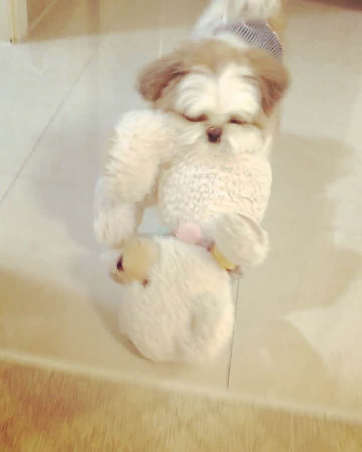 水嶋はちのインスタグラム：「🐶&🧸 * * よいしょ よいしょ🐶🧸💕 * * #はち #HACHI #シーズー大好き部」