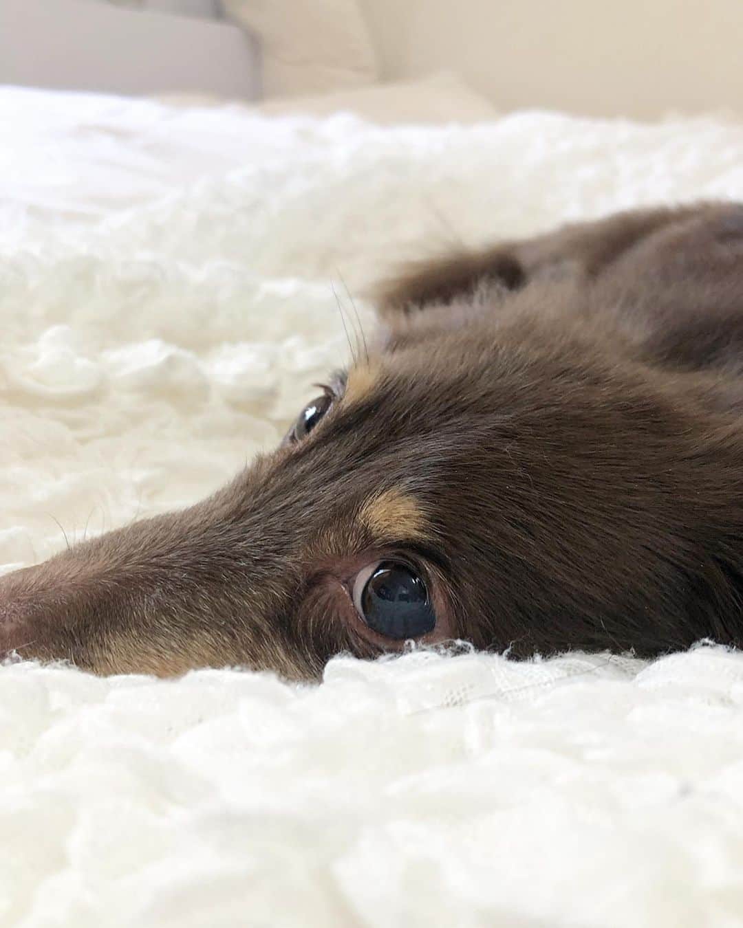 石田美奈子さんのインスタグラム写真 - (石田美奈子Instagram)「ɢᴏᴏᴅ ᴍᴏʀɴɪɴɢ ☺︎ . 久々の#愛犬 💛 あぁ可愛い〜🤤🤤🤤 . 今日は天気が良いし、ココを連れて公園に行く予定です(⑅ˊᵕˋ⑅)♪ . 🐶 → #minako_coco . #dog #ミニチュアダックス」3月1日 10時03分 - mminakooo