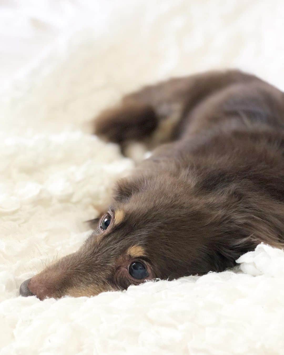 石田美奈子のインスタグラム：「ɢᴏᴏᴅ ᴍᴏʀɴɪɴɢ ☺︎ . 久々の#愛犬 💛 あぁ可愛い〜🤤🤤🤤 . 今日は天気が良いし、ココを連れて公園に行く予定です(⑅ˊᵕˋ⑅)♪ . 🐶 → #minako_coco . #dog #ミニチュアダックス」