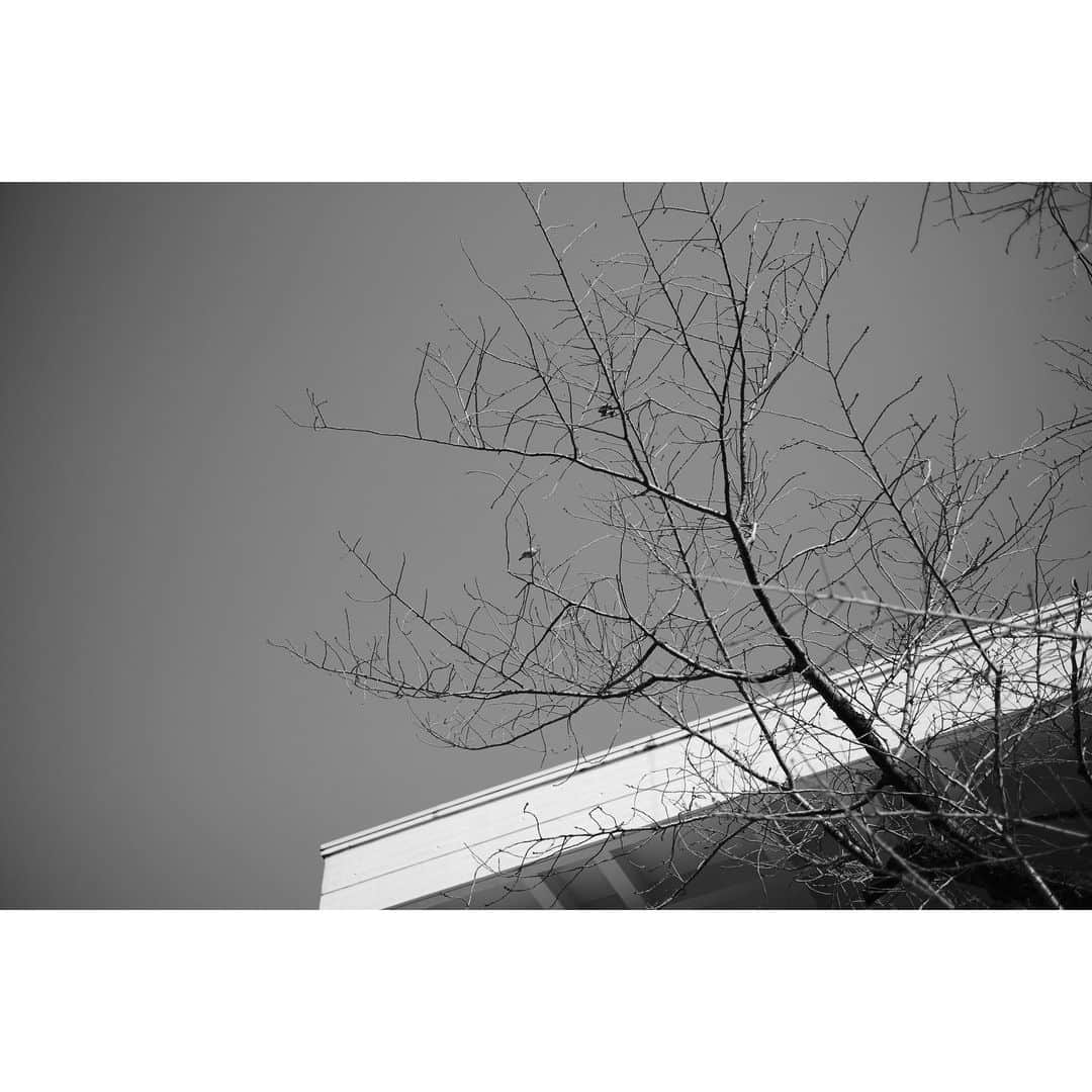 大田由香梨さんのインスタグラム写真 - (大田由香梨Instagram)「春よこい　早く来い 🕊🕊🕊 私は冬服に飽きたのだよ☝🏻😳🌸　#お庭の梅　#春の音」3月1日 11時20分 - otayukari