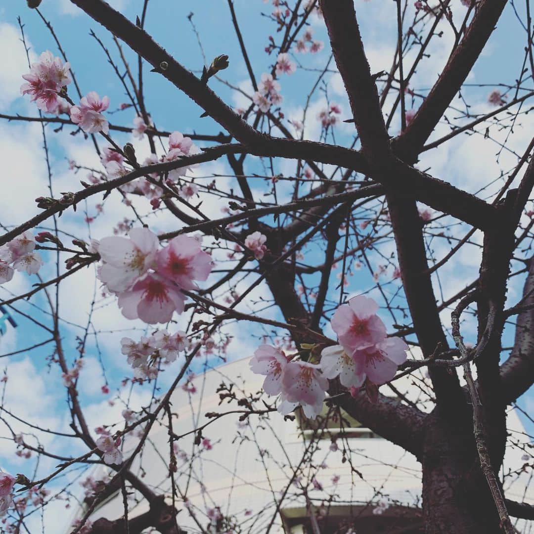 前田真理子のインスタグラム：「見つけたときに、心がパッと花咲きました🌸  色々と心配な今日この頃ですが、どうか皆様ご自愛下さい」
