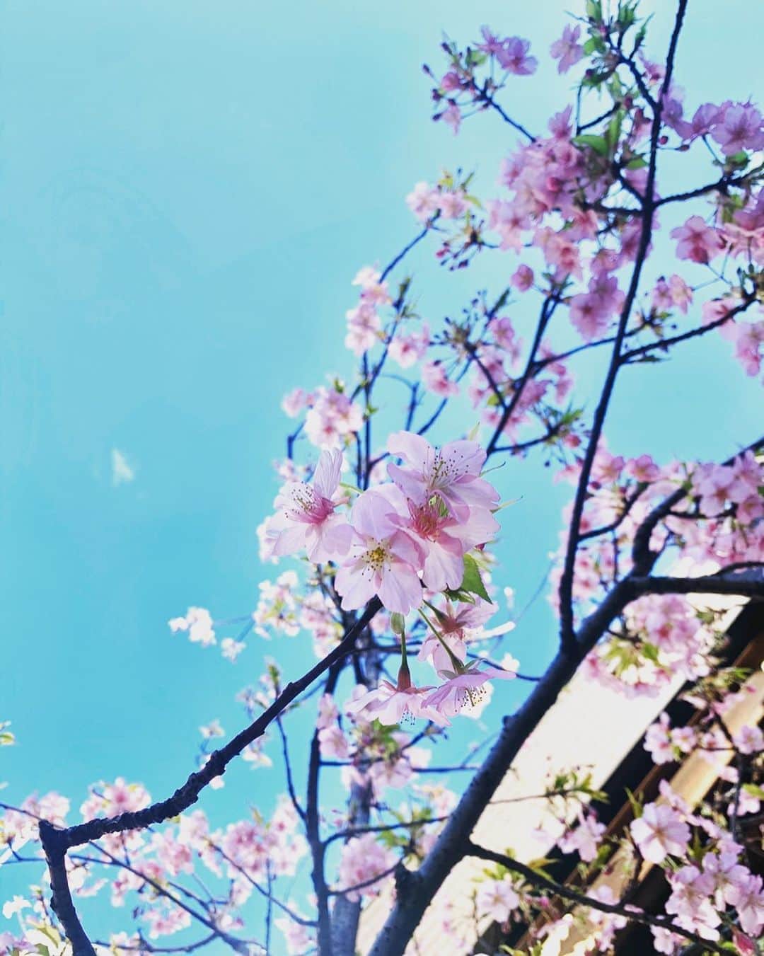 千秘零禾さんのインスタグラム写真 - (千秘零禾Instagram)「#河津桜 #東京大神宮  お参りに先日行ってきました.*･ﾟ　.ﾟ･*. 桜が咲いていてとても綺麗でした＊ お参りに行った時は空がとても晴れていて 心がスッキリしました＊  ひな祭り事やるみたいなので 願い事書いてくるといいかもしれませんね🍓」3月1日 12時23分 - senpiliy