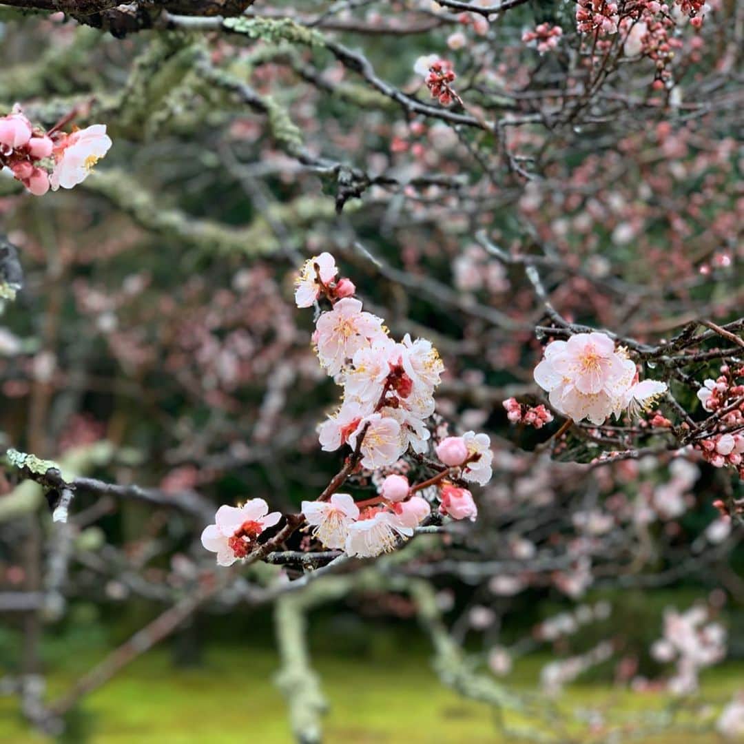 沢瀉美緒さんのインスタグラム写真 - (沢瀉美緒Instagram)「※ Visited Shugakuin Imperial villa in Kyoto ✨ . 初めて修学院離宮に行ってきました。 . 小雨の中、広大な敷地の中を 歩きながら説明を受けました。 . 古より続く、祇園祭の様子が 描かれた襖絵や、煌びやかな間を 見ながら、貴人点を楽しんだのかしら なんて想いを馳せたりして…✨ . 事前予約なので行かれる方は お忘れなく‼️ . . #修学院離宮 #修学院離宮 #shugakuinimperialvilla #imperialvilla #kyoto #京都」3月1日 12時40分 - mio_omodaka