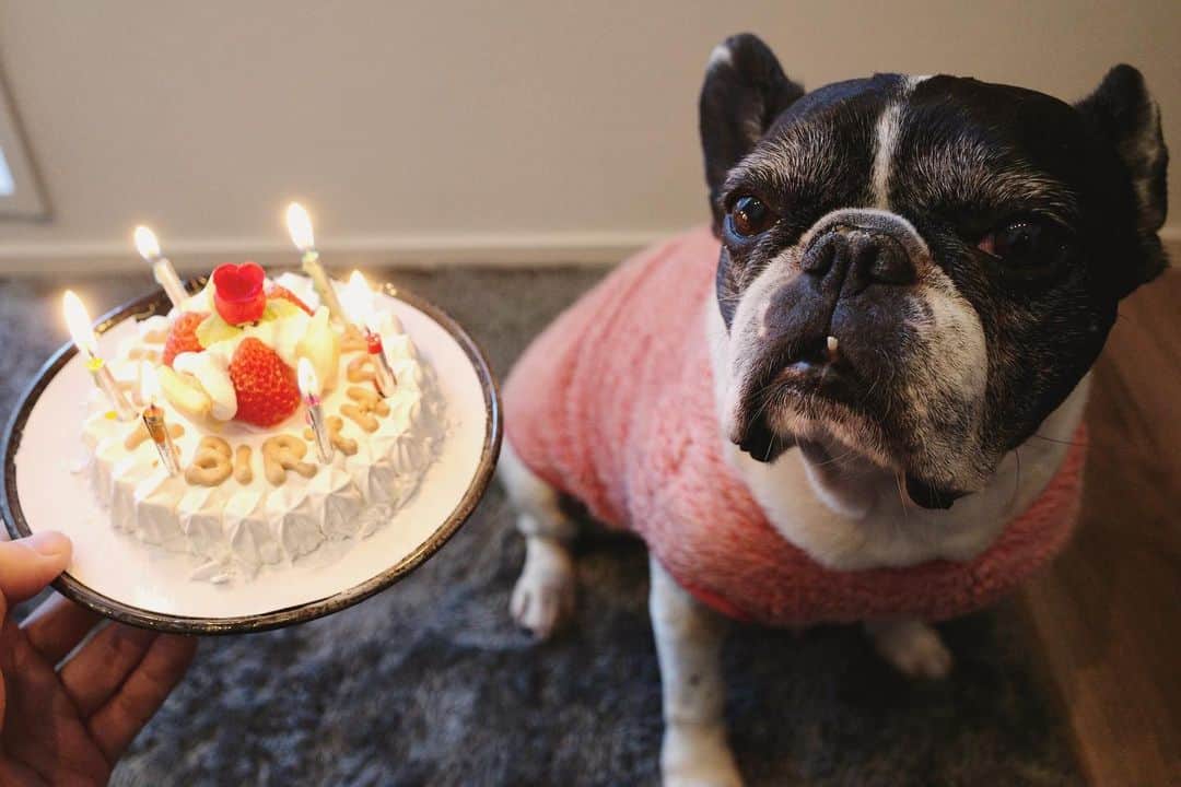 優さんのインスタグラム写真 - (優Instagram)「よもぎさん9歳おめでとう！ #フレンチブルドッグ #happybirthday #よもぎ」3月1日 13時47分 - buglug_you