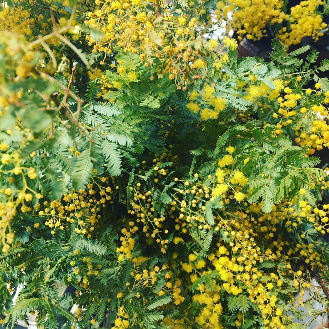 今村沙緒里のインスタグラム：「💛Mimosa💛 仲良しのお花屋さんに 植えてもらいました！ 黄色の元気な幸せパワー🌿 ミモザ、だいすき💛 ・ 世の中が、自粛や規制で 不安がいっぱいだけど… 家の中や、近くで楽しみを＊ 今できることを、少しずつ。 よく食べて、よく寝て、笑うこと。 免疫力高めて、がんばりましょ。 だれかを思いやったり、助け合ったり。 色々なことと向き合うチャンスかも。 小さな幸せを、大切に。 ・ 💛I love Mimosa💛 My favorite flower shop owner  planted Mimosa🌿Thanks. When it's serious moment,  I want to cherish small happiness＊ ・ #mimosa #plants #flower #nature #love #hellomarch #꽃 #사랑해 #ミモザ #花 #すき #植えてくれてありがとう #がんばろ」