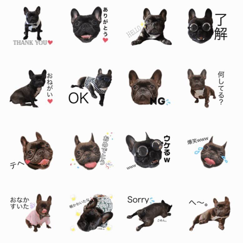 のインスタグラム：「. . 武蔵のスタンプを作ったよ♡ まだクリエイターの所から検索してもhitしないんだけど、 ⇩⇩⇩⇩⇩ [フレブル武蔵のスタンプ] https://line.me/S/sticker/10912663?lang=ja&ref=lsh_stickerDetail  ここからダウンロード出来るよ♡ 良かったらダウンロードしてね♡ . #frenchbulldog #frenchbull #musashi #フレンチブルドッグ #フレブル #ブヒ #ブリンドル #武蔵 #犬 #프렌치불독 #634 #愛犬 #愛犬家 #親バカ #LINEスタンプ」