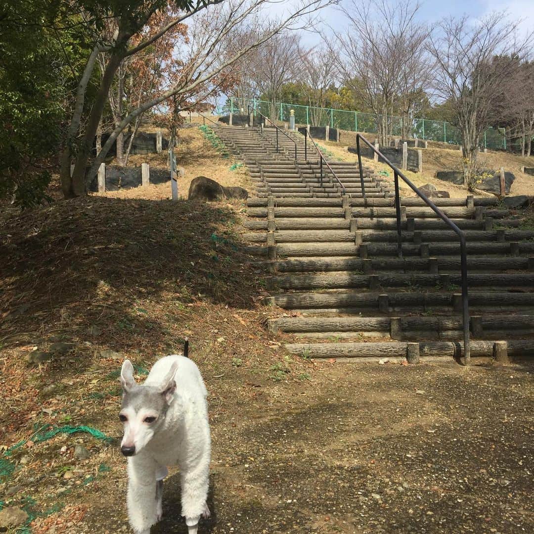 のインスタグラム：「今日の仕事が無くなったので、ワンコと近所の公園を散歩しました。 花粉症が……へっくしょん！」