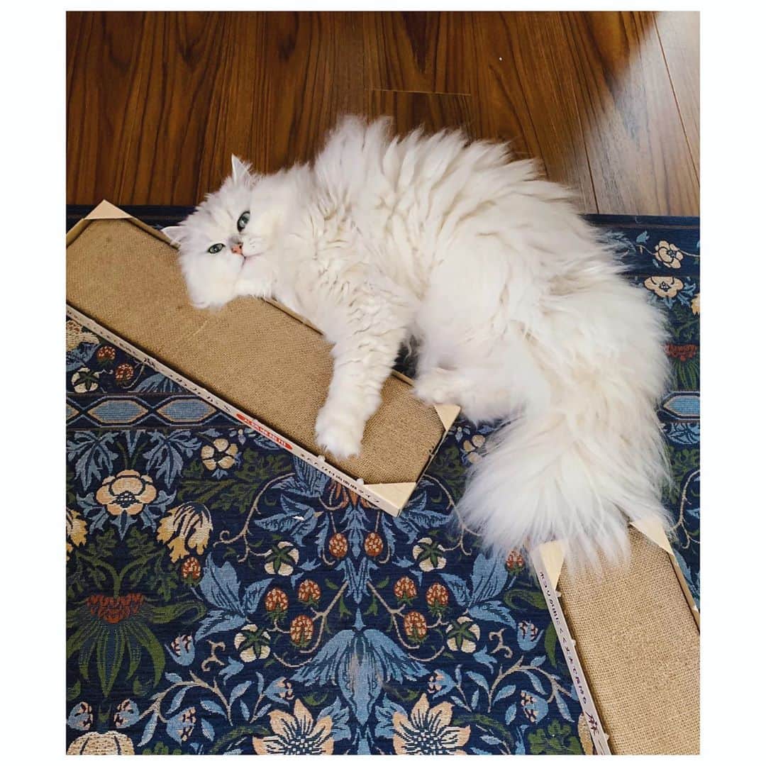 愛可さんのインスタグラム写真 - (愛可Instagram)「・ 新しい爪とぎが届きました 早速付属のまたたびパウダーでトロけております。 ・ ・ つい連写したものの、どれも可愛すぎて選べない事態！ なので全部載せで❣️ ・ ・ #reocatjp  #lindacatjp  #ねこすたぐらむ  #catstagram #またたび　#猫部　#むすおのボヤき」3月1日 15時12分 - aikick