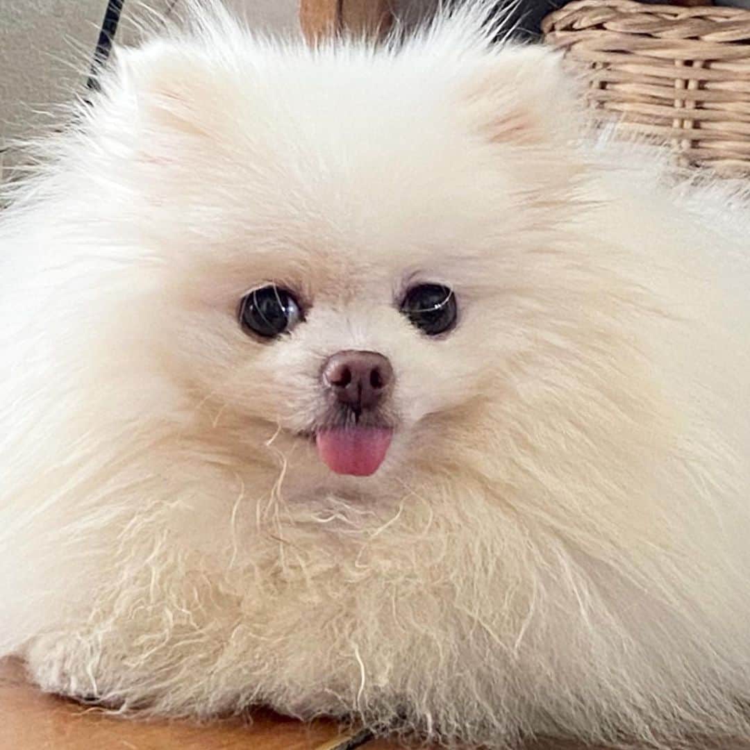 JEWELのインスタグラム：「Happy Sunday!🐶❤️😃 #instagood #instamood #puppiesofinstagram #dogoftheday #pom #weeklyfluff #fluffy #weekend」