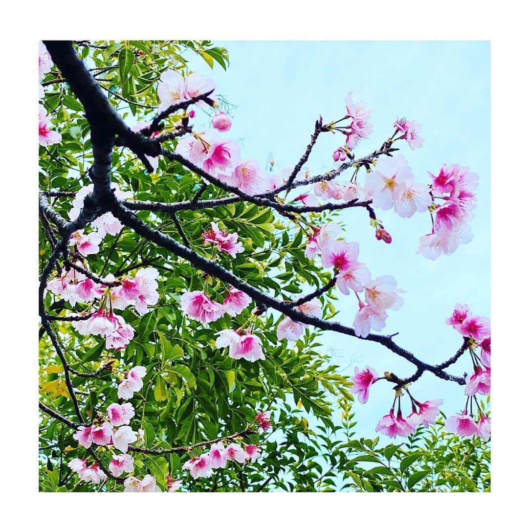 風花舞さんのインスタグラム写真 - (風花舞Instagram)「🐶たちとお散歩。 近所の桜はもう葉桜になりつつあります。 束の間、青空の下で桜を見上げ愛でる幸せ。  #ちわわ#チワワ#ちわわ大好き#チワワ多頭飼い#チワワ大好き#かわいい#癒し##animal#dog#family#chihuahua#cute#sweet#happy#treasure#love#桜#葉桜#早咲き#お散歩#青空#桜の下を歩くのが好き」3月1日 16時13分 - kazahanamai_official