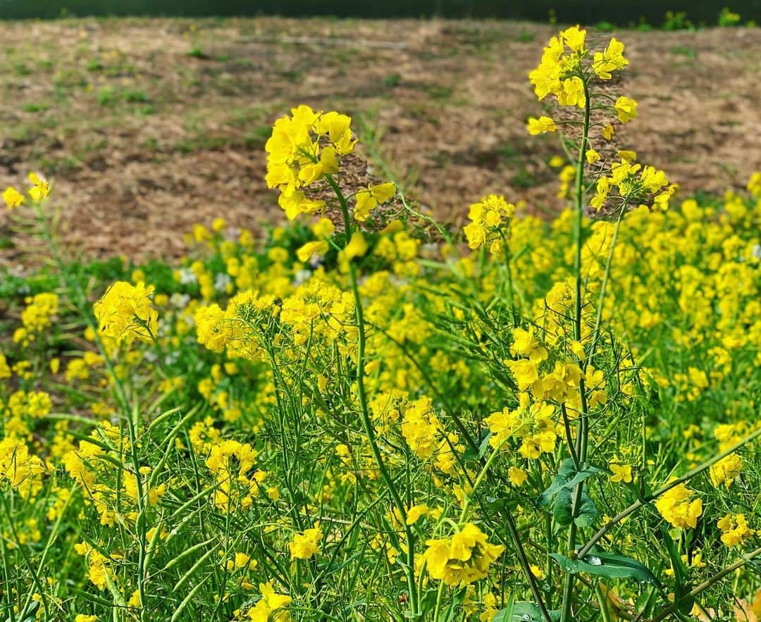 三倉茉奈さんのインスタグラム写真 - (三倉茉奈Instagram)「菜の花。今日から3月。 #March  #みんなで乗り越えましょう #よく食べよく寝てよく笑って #免疫力アップ ☺︎ #早くいつもの日常が戻りますように」3月1日 17時32分 - mana_mikura_official