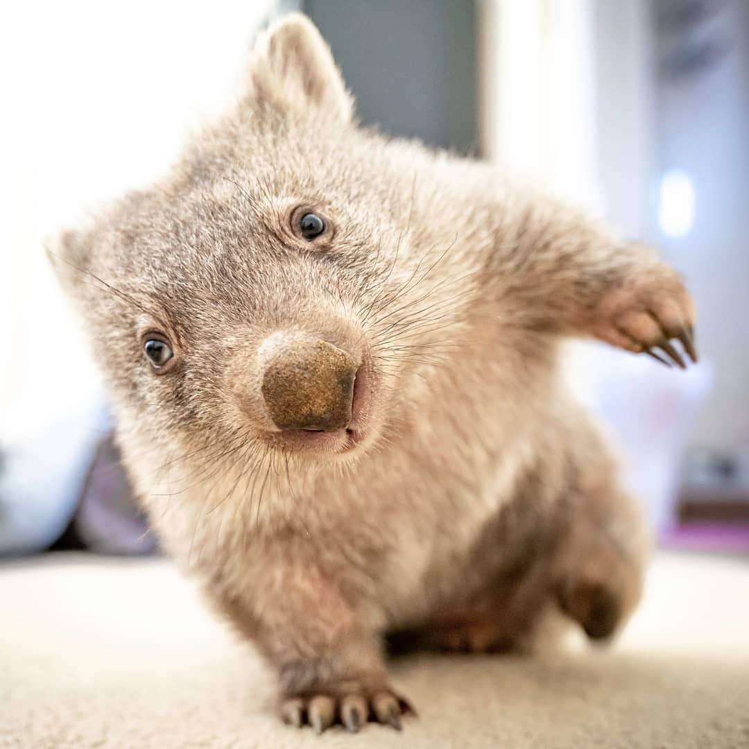 Australiaさんのインスタグラム写真 - (AustraliaInstagram)「@wilbur.wombat takes his one-arm push ups very seriously. 💪🏽 @lad_down_under caught Wilbur showing off his workout routine, and he instantly became our fitness icon of 2020. This little #wombat is currently being looked after by a @act_wildlife carer in @visitcanberra, and will be released back into the wild when he’s ready. If you want to see adorable native #wildlife like Wilbur in #Canberra, visit @nationalzoo or have a wander around @anbgalive and #TidbinbillaNatureReserve.  #seeaustralia #visitcanberra #travel #weeklyfluff #wildlifephotography」3月2日 3時00分 - australia