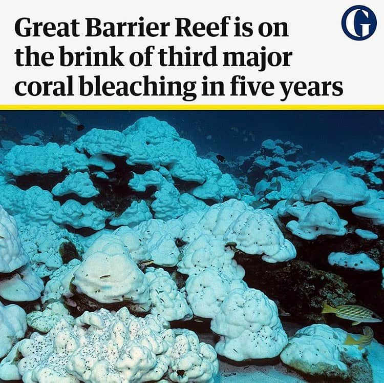 レオナルド・ディカプリオさんのインスタグラム写真 - (レオナルド・ディカプリオInstagram)「Scientists are warning that the Great Barrier Reef could be heading for major coral bleaching. From The @Guardian: If high ocean temperatures in the region do not drop in the next two weeks, the reef is set for a third major coral bleaching outbreak in the space of five years. “We are down to the wire,” said Prof Terry Hughes, director of the ARC Centre of Excellence for Coral Reef Studies at James Cook University.  Coral bleaching is a stress reaction caused when corals spend long periods in warmer than average water. Rising ocean temperatures are caused by increasing levels of greenhouse gases in the atmosphere.  In August 2019, the Great Barrier Reef Marine Park Authority downgraded the reef’s longterm outlook from “poor” to “very poor” for the first time.」3月2日 3時34分 - leonardodicaprio