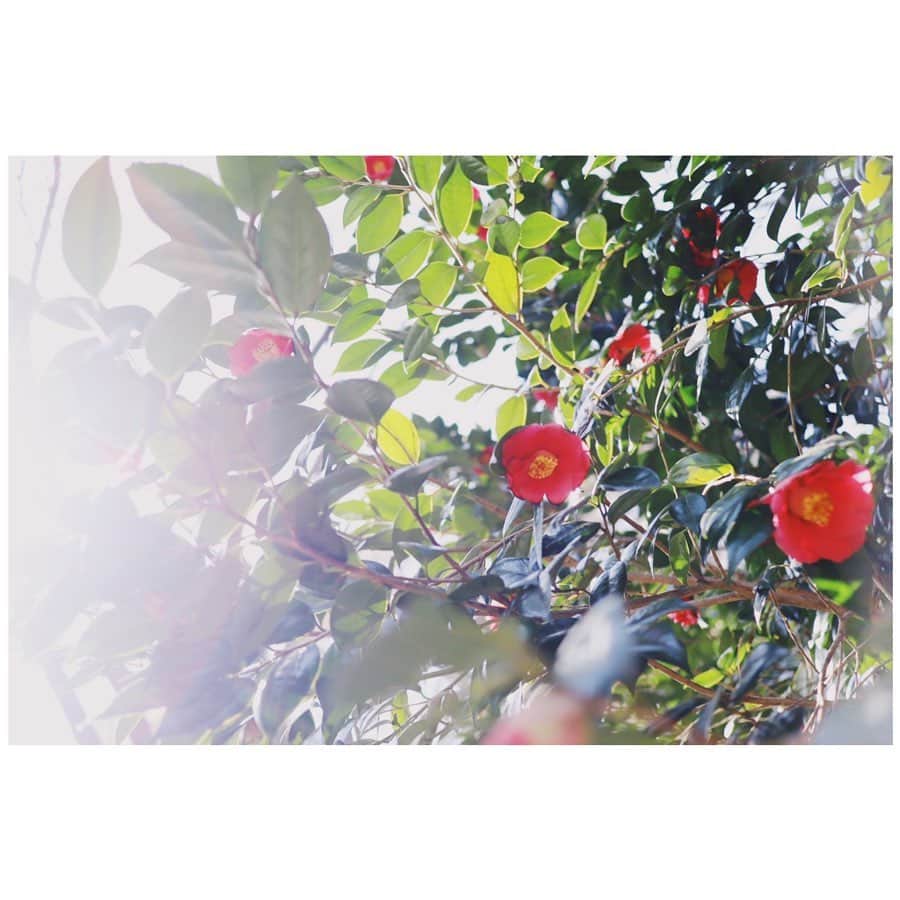 小口桃子さんのインスタグラム写真 - (小口桃子Instagram)「春きてる🌷」3月1日 20時15分 - momoko_oguchi