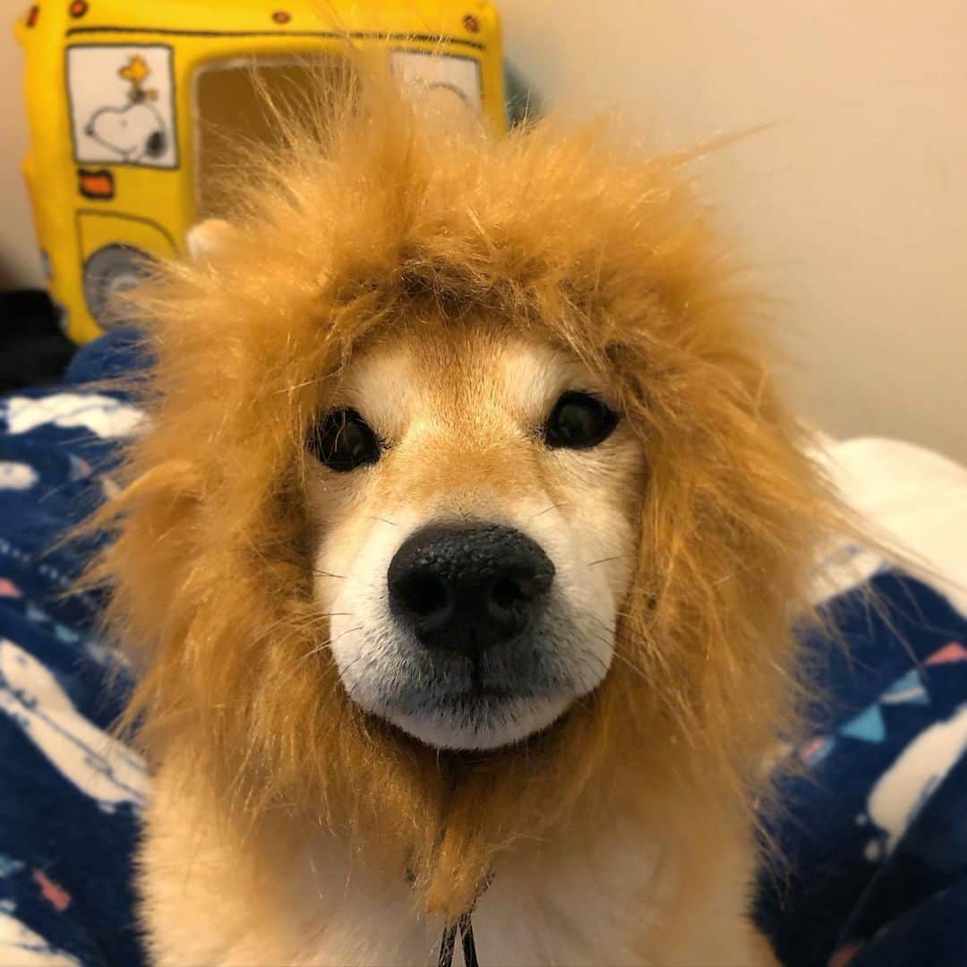 マロたんのインスタグラム：「🦁🦁🦁 猫・小型犬用なのに似合いすぎる #セリア  #shiba #shibainu #weeklyfluff」