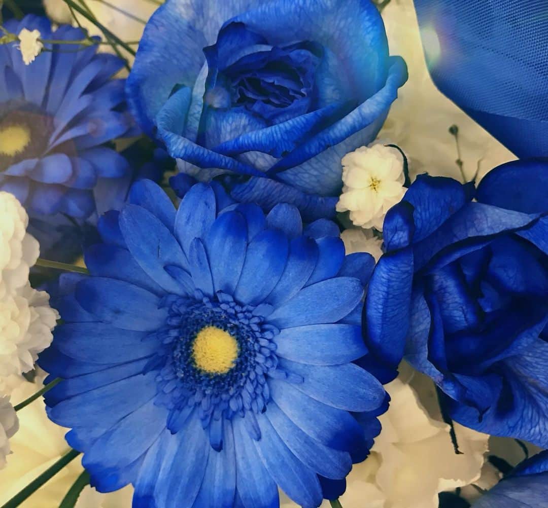 えれなさんのインスタグラム写真 - (えれなInstagram)「好きな花💙✨ #hellomarch  #happybirthdaymom  #bluerose  #myfavoriteflower  #花言葉 #ブルーローズ #不可能を可能にする #ガーベラ #希望 #お花のパワーを届けます #えれな」3月1日 20時54分 - elena1982312