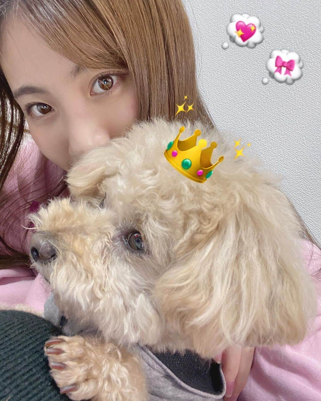 荒井優希さんのインスタグラム写真 - (荒井優希Instagram)「癒🐶 #トイプードル #男の子」3月1日 21時13分 - araiyuki57