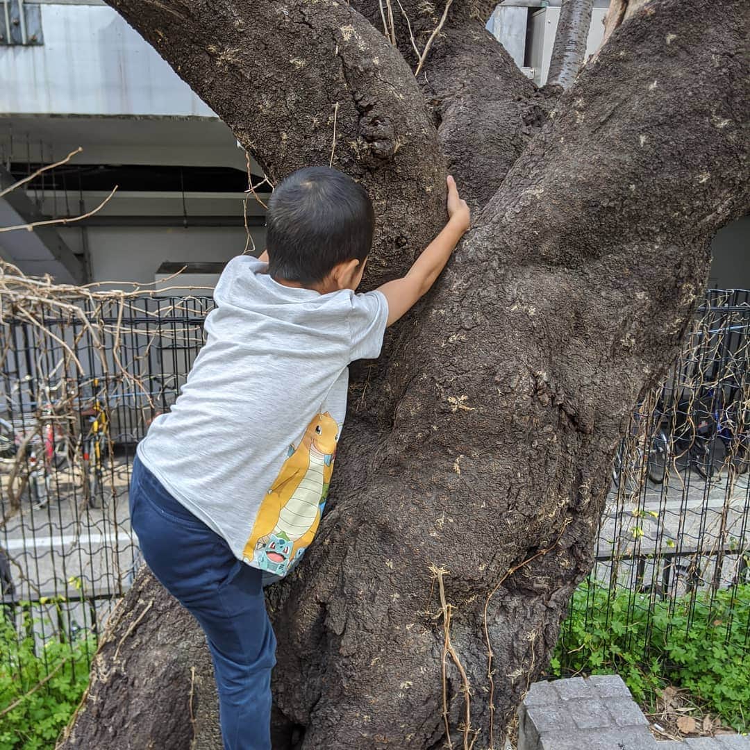 為末大のインスタグラム：「木登り」