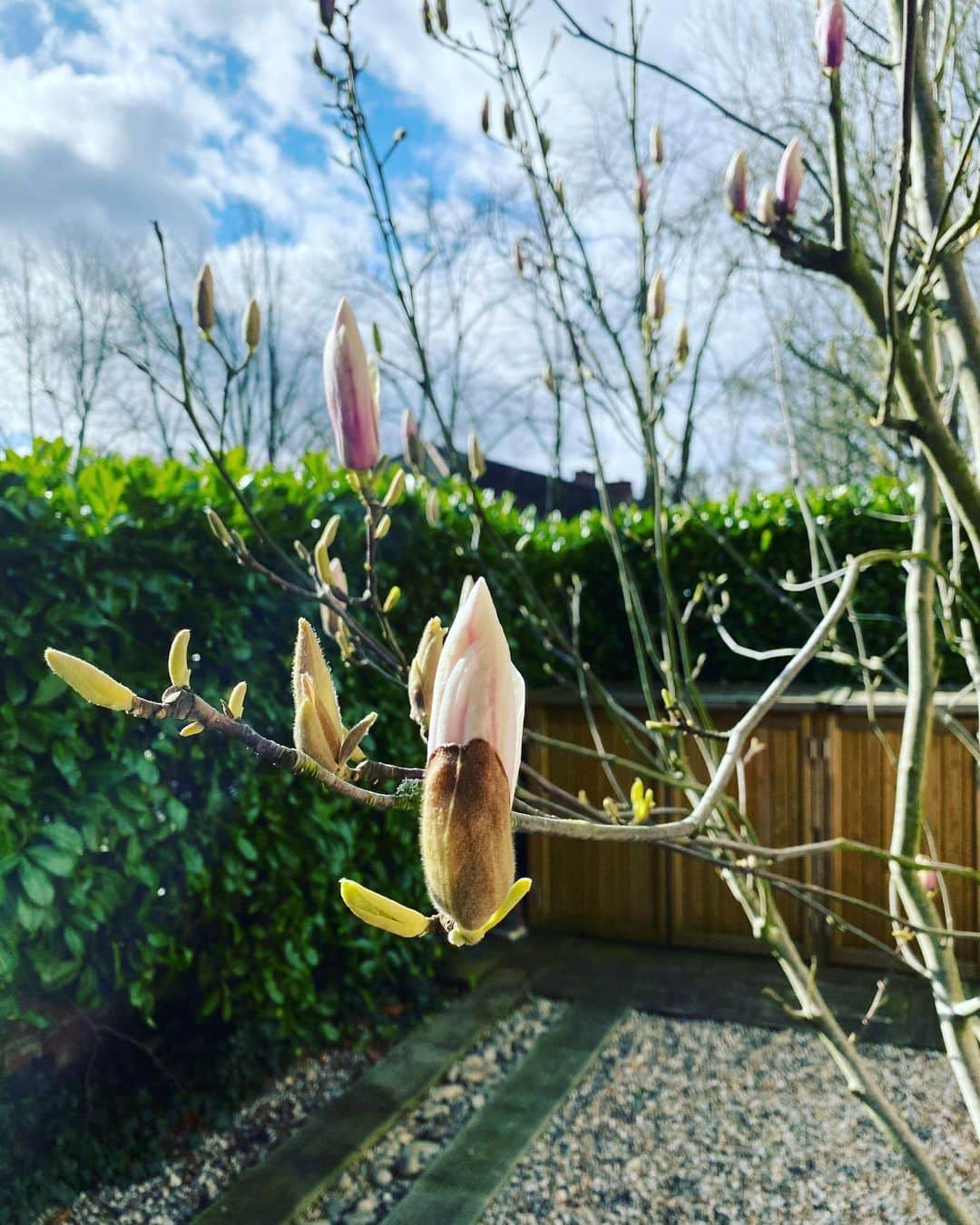 布袋寅泰さんのインスタグラム写真 - (布袋寅泰Instagram)「Almost spring 春は目の前にある　#almostspring #magnolia #マグノリア #平穏な毎日が一日も早く戻りますように」3月1日 21時27分 - hotei_official