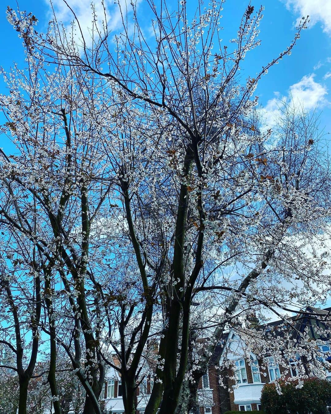 布袋寅泰さんのインスタグラム写真 - (布袋寅泰Instagram)「Almost spring 春は目の前にある　#almostspring #magnolia #マグノリア #平穏な毎日が一日も早く戻りますように」3月1日 21時27分 - hotei_official