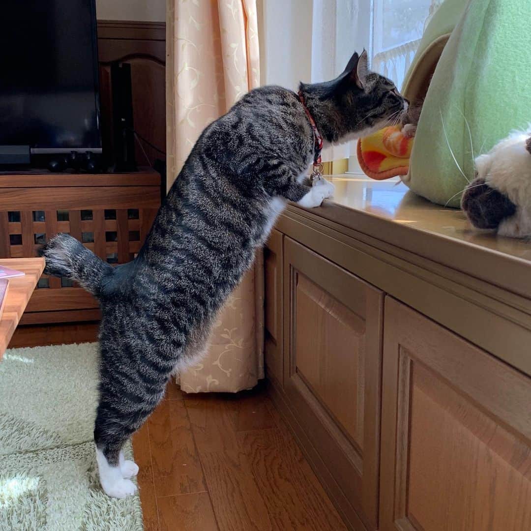 takegaeruのインスタグラム：「ねえたん見っけ‼️ #猫 #cat #よもねこ #よもぎねこ #キジトラ #きじとら」