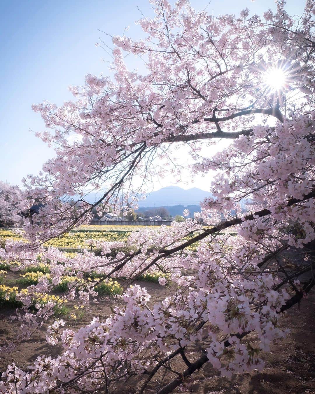 masayaさんのインスタグラム写真 - (masayaInstagram)「実相寺 Jissoji Temple  Yamanashi Prefecture April 2019 未発表写真から」3月1日 21時45分 - moonlightice